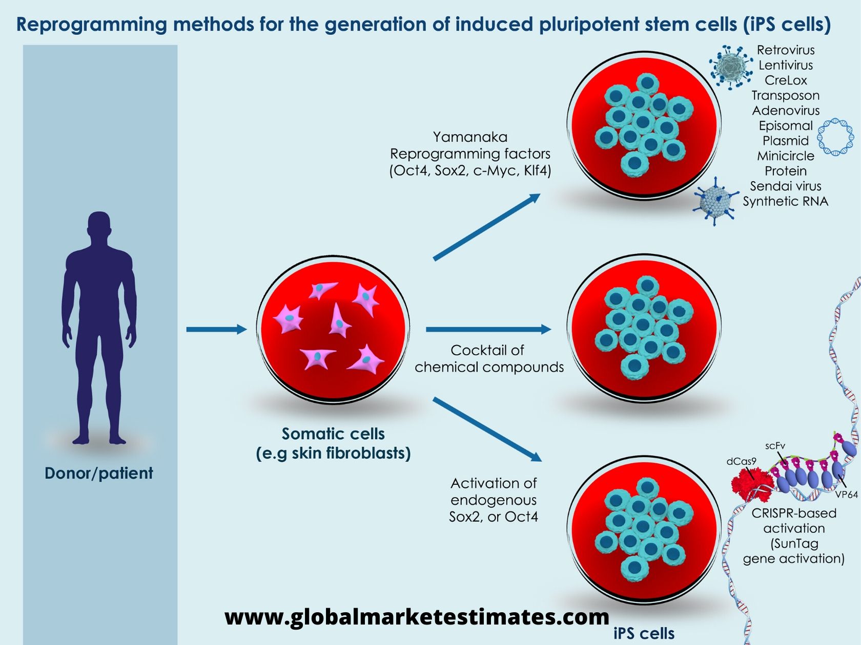 Induced Pluripotent Stem Cell Market